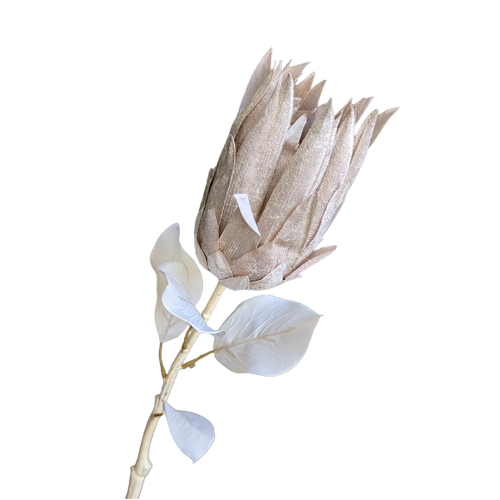 Silk Protea Stem cream 70cm flowers for all occasions.