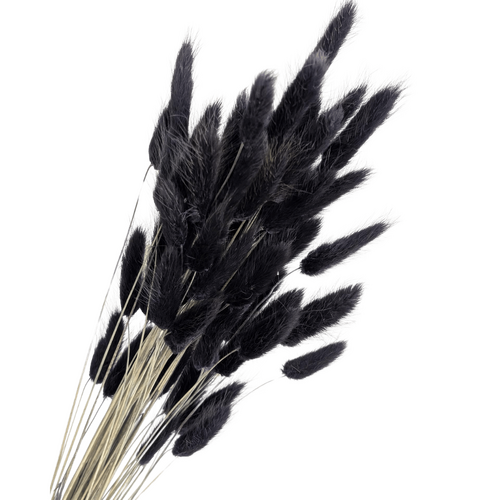 Preserved Bunny Tails, 60 stems, 50cm, Black everlasting flowers for all occasions.