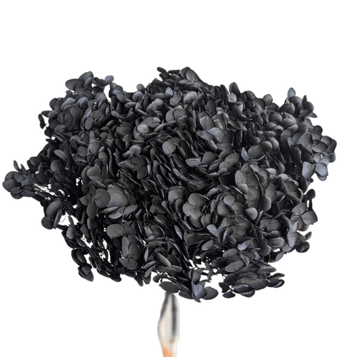 Preserved Hydrangea, 40cm, Bloom 18-23cm, Blackeverlasting flowers for all occasions.