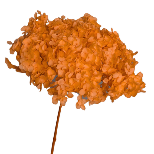 Preserved Hydrangea, 40cm, Bloom 18-23cm, Orange flowers for all occasions.