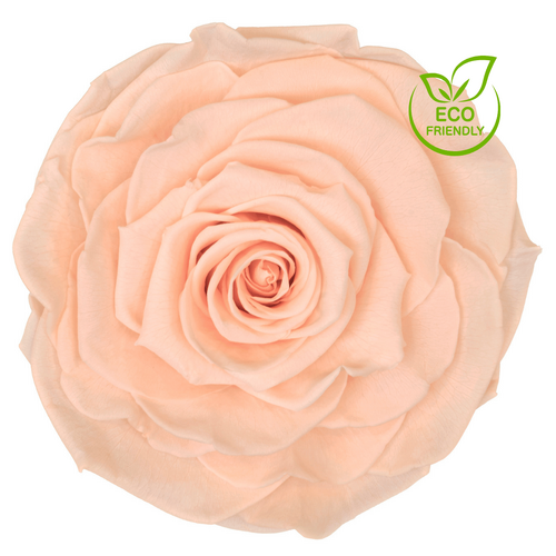 Almond Cream Eco-Friendly and Environmental Responsible Preserved Rose Large