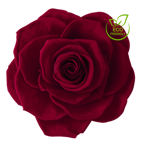 Burgundy Red Eco-Friendly and Environmental Responsible Preserved Rose