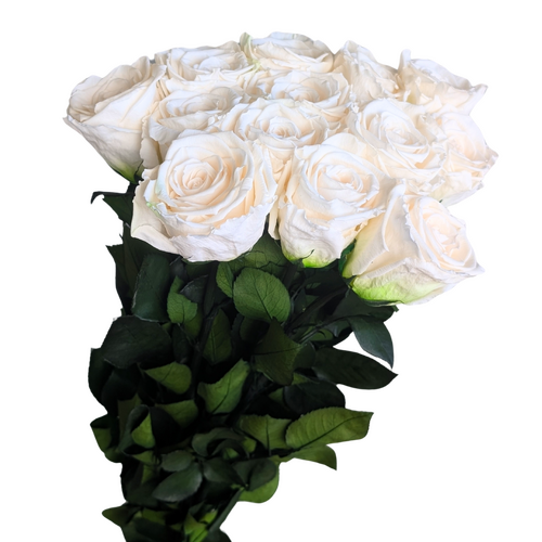 Image of Preserved Roses with stems 13 pack, 6cm blooms, Chardonnay