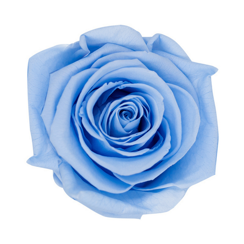 A closeup image of a KIARA Splendid Preserved Rose, Baby Blue Flower