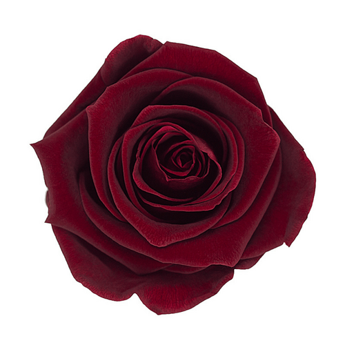 A closeup image of a KIARA Splendid Preserved Rose, Burgundy Flower