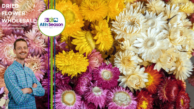 Embracing the Trend: How Dried Strawflowers (Helichrysum) Bring Bright and Happy Colours to Australia's Bold Designs